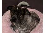 Adopt Fritz a Australian Cattle Dog / Blue Heeler, Australian Shepherd