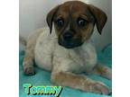 Adopt Tommy a Hound, Mixed Breed
