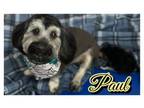 Adopt Paul a Terrier, Mixed Breed