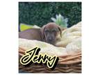 Adopt Jerry a Hound, Mixed Breed