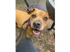 Adopt Eddie a American Staffordshire Terrier