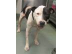 Adopt Calzone a American Staffordshire Terrier