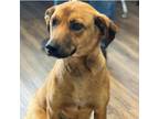 Adopt BENJIE ADOPTED! a Mixed Breed