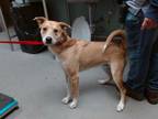 Adopt WILEY a Australian Cattle Dog / Blue Heeler, Mixed Breed