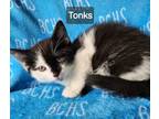 Adopt Tonks - available soon a Domestic Medium Hair