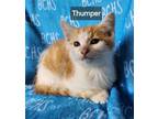 Adopt Thumper - available soon a Domestic Long Hair