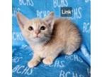 Adopt Link - available soon a Domestic Short Hair