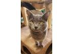 Adopt Geraldo a Domestic Short Hair