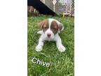 Adopt Chive a Border Collie, Mixed Breed