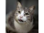 Adopt Donovan a Domestic Short Hair