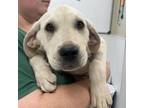 Adopt Bradley a Labrador Retriever, Mixed Breed