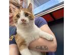 Adopt Koa a Domestic Short Hair