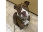 Adopt Alex Gator a Pit Bull Terrier