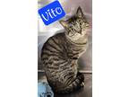 Adopt Vito a Domestic Short Hair