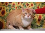 Adopt Alfie a Domestic Short Hair