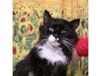 Adopt Boots a Domestic Long Hair, Domestic Short Hair