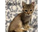 Adopt Aladdin a Domestic Short Hair