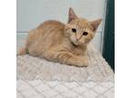 Adopt Callie_2 a Domestic Short Hair