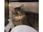 Adopt Electric Lime a Domestic Short Hair