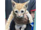 Adopt George a Domestic Short Hair