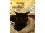 Adopt Rambo a Domestic Short Hair