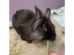 Adopt Bart a Lionhead