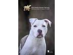 Adopt 73197a Pickle a Staffordshire Bull Terrier, Mixed Breed