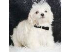 Maltese Puppy for sale in Warsaw, IN, USA
