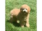 Poodle (Toy) Puppy for sale in Warsaw, IN, USA