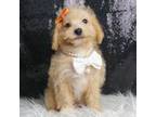 Maltipoo Puppy for sale in Warsaw, IN, USA