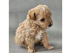Poodle (Toy) Puppy for sale in Hoagland, IN, USA