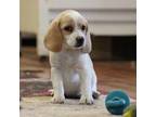 Beagle Puppy for sale in Neosho, MO, USA