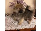 Pomeranian Puppy for sale in Mountain Lake, MN, USA