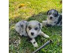 Miniature Australian Shepherd Puppy for sale in Miami, FL, USA
