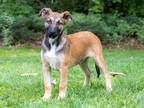 Adopt PUPPY LITTLE JIMMY DICKENS a Black Mouth Cur