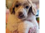 Mutt Puppy for sale in Lebanon, OR, USA