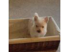 West Highland White Terrier Puppy for sale in Asheboro, NC, USA