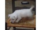 West Highland White Terrier Puppy for sale in Asheboro, NC, USA