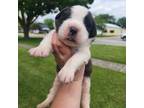 Saint Bernard Puppy for sale in Homer, IL, USA