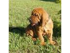 Bloodhound Puppy for sale in Paoli, IN, USA