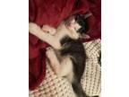 Adopt Luxe a Domestic Short Hair
