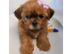 Shih Tzu Puppy for sale in San Antonio, TX, USA