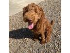 Goldendoodle Puppy for sale in Jennings, LA, USA