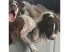 German Shorthaired Pointer Puppy for sale in Six Lakes, MI, USA