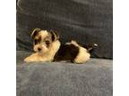 Yorkshire Terrier Puppy for sale in Carencro, LA, USA