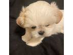 Shih Tzu Puppy for sale in Mobile, AL, USA