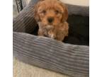 Cavapoo Puppy for sale in Waldorf, MD, USA