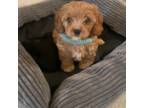 Cavapoo Puppy for sale in Waldorf, MD, USA