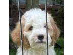Goldendoodle Puppy for sale in Kankakee, IL, USA
