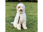 Goldendoodle Puppy for sale in Snellville, GA, USA